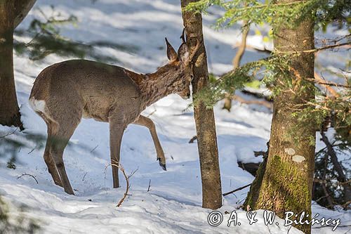 sarna, Capreolus capreolus, samiec, koziołek