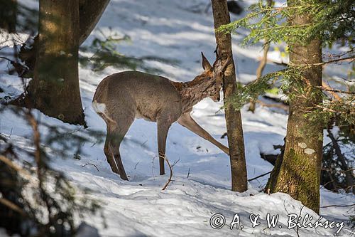 sarna, Capreolus capreolus, samiec, koziołek