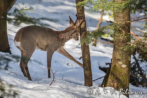 sarna, Capreolus capreolus, samiec, koziołek