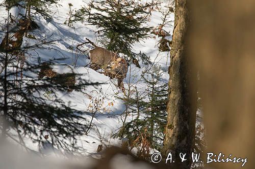 sarna, Capreolus capreolus, samiec, koziołek