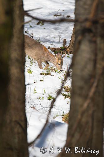 sarna, Capreolus capreolus, samiec, koziołek