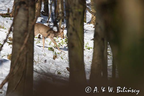 sarna, Capreolus capreolus, samiec, koziołek