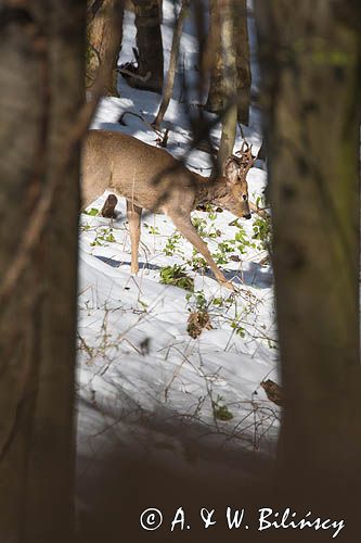 sarna, Capreolus capreolus, samiec, koziołek