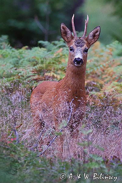 koziołek, samiec sarny, Capreolus capreolus