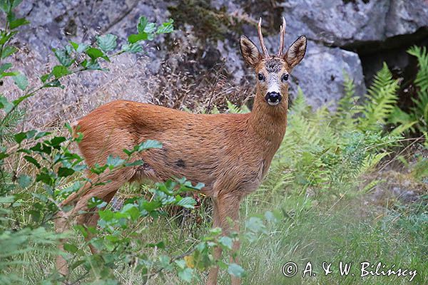 koziołek, samiec sarny, Capreolus capreolus