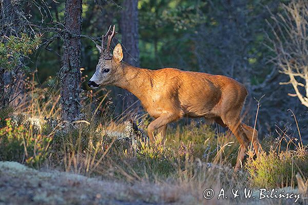 koziołek, samiec sarny, Capreolus capreolus