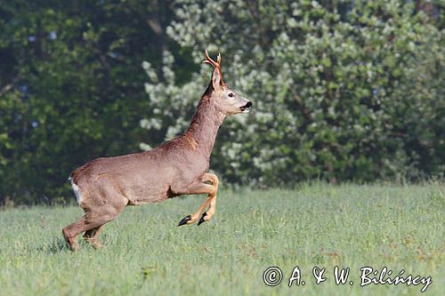 sarna samiec koziołek, Capreolus capreolus