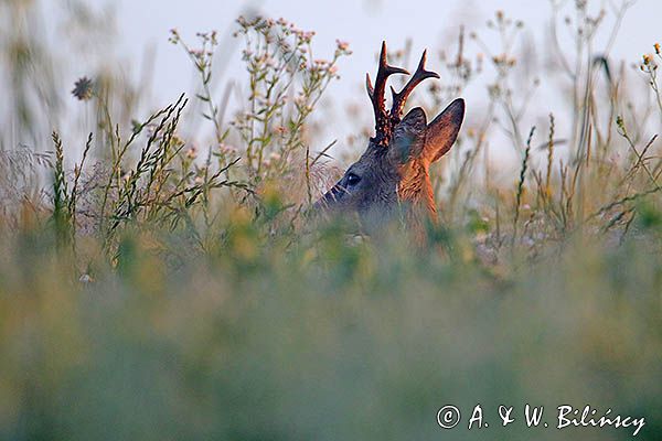 sarna, Capreolus capreolus, koziołek