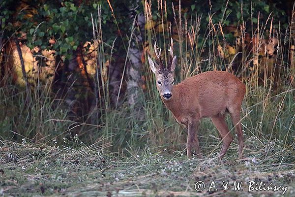 sarna, Capreolus capreolus, koziołek