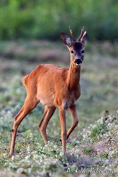 sarna, Capreolus capreolus, koziołek