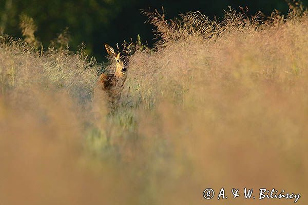 sarna, Capreolus capreolus, koziołek