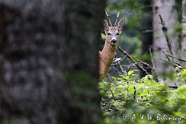 sarna, Capreolus capreolus, koziołek