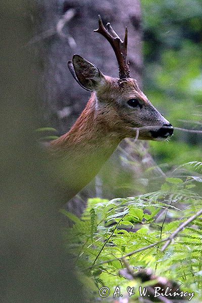 sarna, Capreolus capreolus, koziołek