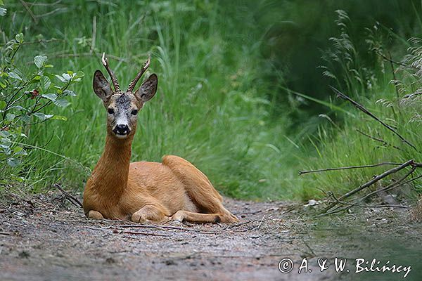 sarna, Capreolus capreolus, koziołek