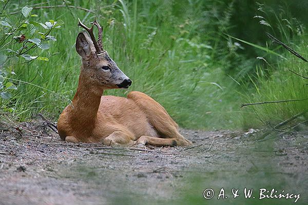 sarna, Capreolus capreolus, koziołek