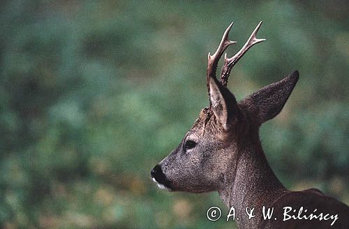 sarna koziołek samiec portret Capreolus capreolus