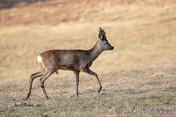 Sarna, Capreolus capreolus, koziołek