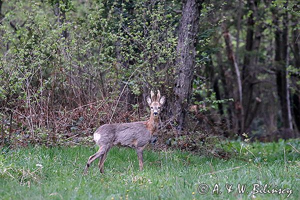 sarna samiec koziołek, Capreolus capreolus