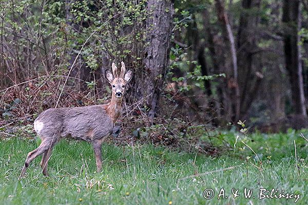 sarna samiec koziołek, Capreolus capreolus