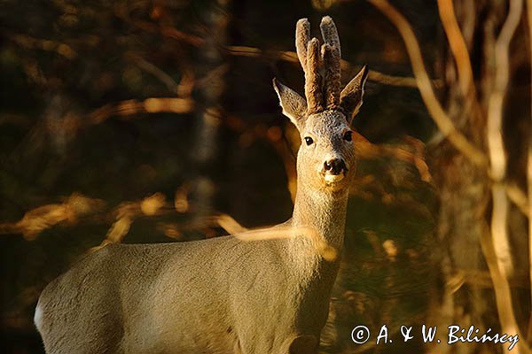 Sarna, samiec, koziołek, Capreolus capreolus