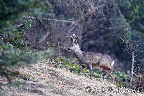 Sarna, sarna europejska, Capreolus capreolus, koziołek, samiec, rogi w scypule