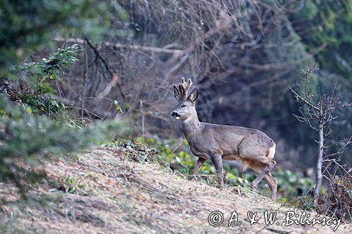 Sarna, sarna europejska, Capreolus capreolus, koziołek, samiec, rogi w scypule