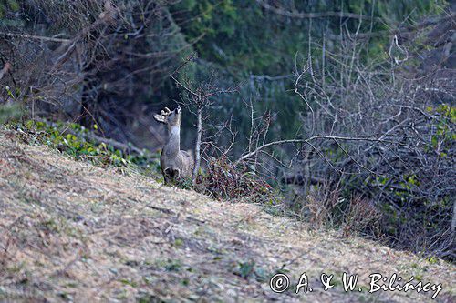 Sarna, sarna europejska, Capreolus capreolus, koziołek, samiec, rogi w scypule