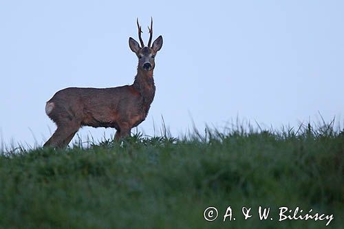 sarna samiec koziołek, Capreolus capreolus