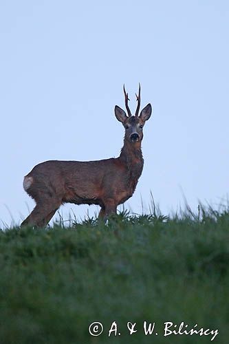 sarna samiec koziołek, Capreolus capreolus