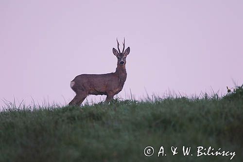 sarna samiec koziołek, Capreolus capreolus