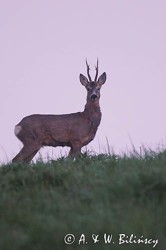 sarna samiec koziołek, Capreolus capreolus