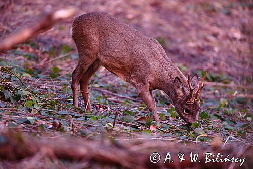 Koziołek o świcie, sarna europejska, Capreolus capreolus, koziołek, samiec, rogi świeżo wytarte