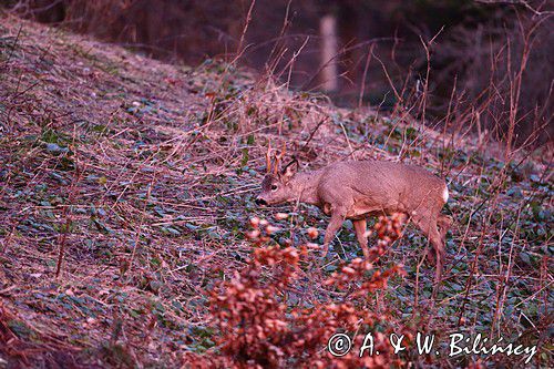 Koziołek o świcie, sarna europejska, Capreolus capreolus, koziołek, samiec, rogi świeżo wytarte