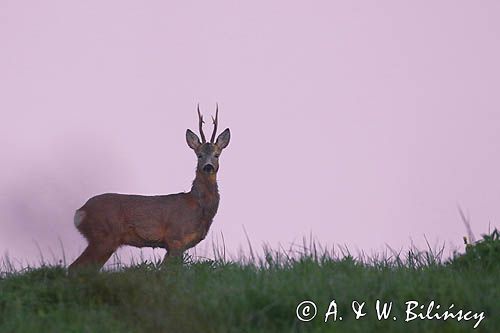 sarna samiec koziołek, Capreolus capreolus