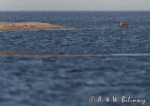 Koziołek, sarna europejska, Capreolus capreolus, samiec w morzu, Zatoka Gdańska, ujście Wisły