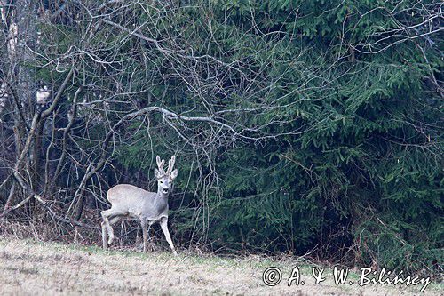 Sarna, sarna europejska, Capreolus capreolus, koziołek, samiec, rogi w scypule