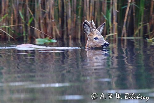 Kozioł sarny w wodzie, roe deer, Capreolus capreolus, fot A&W Bilińscy, bank zdjęć, fotografia przyrodnicza