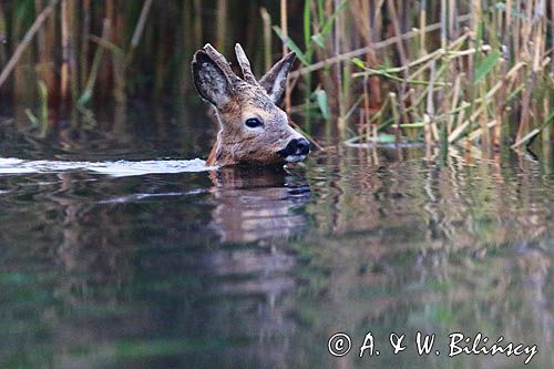 sarna samiec koziołek, Capreolus capreolus