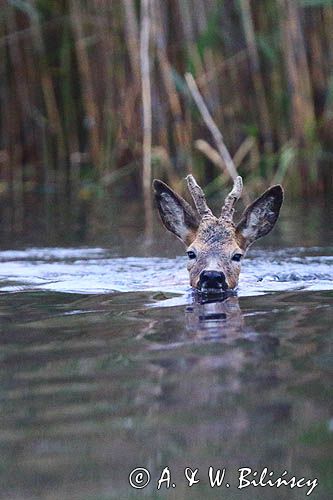 sarna samiec koziołek, Capreolus capreolus