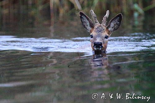 Sarna  Roe deer, Capreolus capreolus fot A&W Bilińscy, bank zdjęć , fotografia przyrodnicza