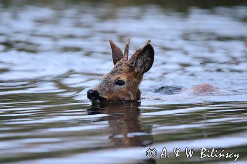 sarna samiec koziołek, Capreolus capreolus