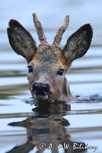Portret pływającego kozła sarny. Swimming roe deer fot A&W Bilińscy