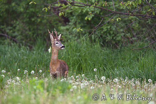 Koziołek, sarna europejska, Capreolus capreolus, samiec