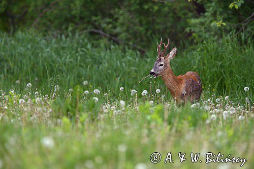 Koziołek, sarna europejska, Capreolus capreolus, samiec