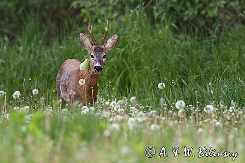 Koziołek, sarna europejska, Capreolus capreolus, samiec