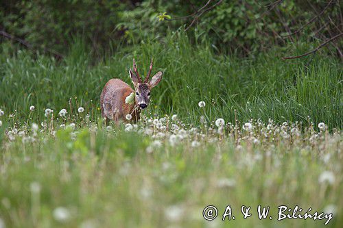 Koziołek, sarna europejska, Capreolus capreolus, samiec