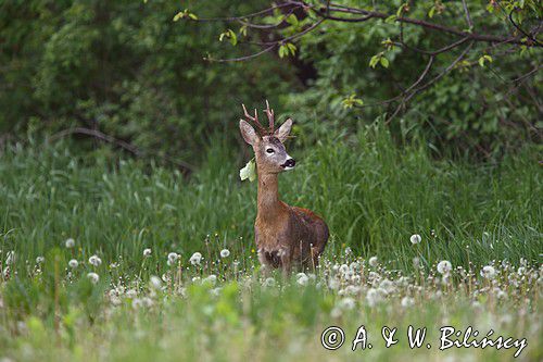 Koziołek, sarna europejska, Capreolus capreolus, samiec