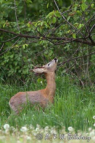 Koziołek, sarna europejska, Capreolus capreolus, samiec