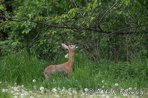 Koziołek, sarna europejska, Capreolus capreolus, samiec