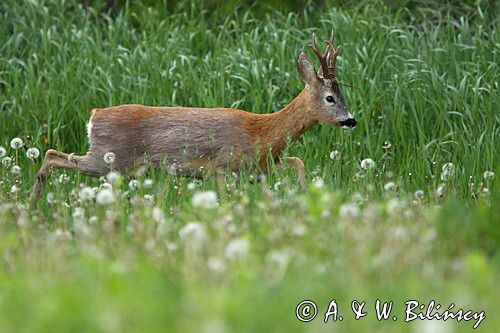 Koziołek, sarna europejska, Capreolus capreolus, samiec